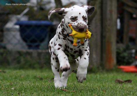 Christi ORMOND Man`s best Friend (male)