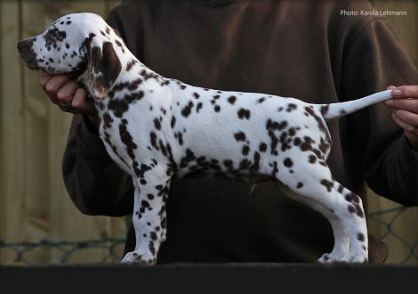 Christi ORMOND Magic Moon (male)