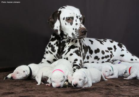 Christi ORMOND First Fairytale with her Christi ORMOND N - Litter 1st week of life
