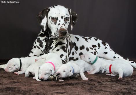 Christi ORMOND First Fairytale with her Christi ORMOND N - Litter 1st week of life