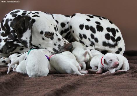 Christi ORMOND First Fairytale with her Christi ORMOND N - Litter 1st week of life