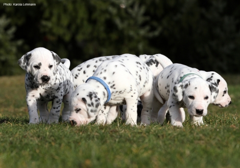 Photo Impression Christi ORMOND N - Litter 4th week of life