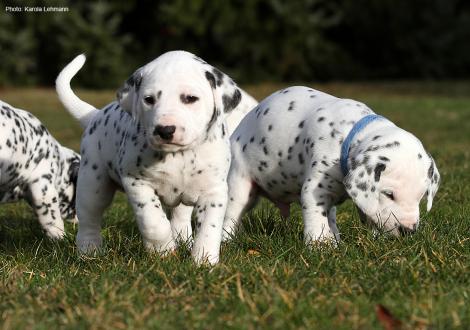 Photo Impression Christi ORMOND N - Litter 4th week of life