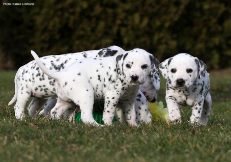 Photo Impression Christi ORMOND N - Litter 4th week of life