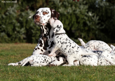 Christi ORMOND First Fairytale with her Christi ORMOND N - Litter 4th week of life