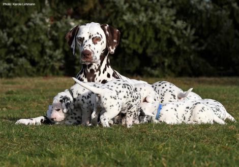 Christi ORMOND First Fairytale with her Christi ORMOND N - Litter 4th week of life