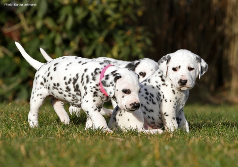 Photo Impression Christi ORMOND N - Litter 4th week of life