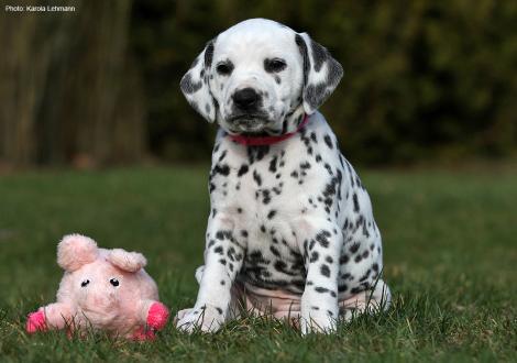 Christi ORMOND Now and Forever - Pink Collar (female)