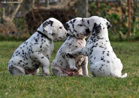 Photo Impression Christi ORMOND N - Litter 5th week of life