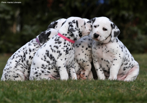 Photo Impression Christi ORMOND N - Litter 5th week of life