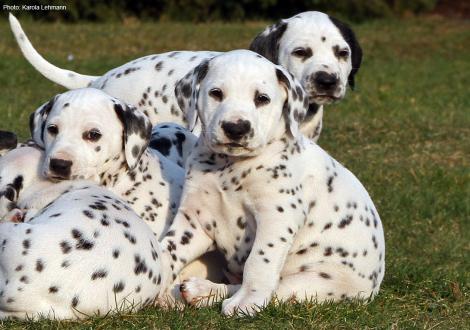 Christi ORMOND Native Genius - Green Collar (male), Christi ORMOND Noble Mind- Blue Collar (male) and Christi ORMOND Naked Truth - Patch (male)