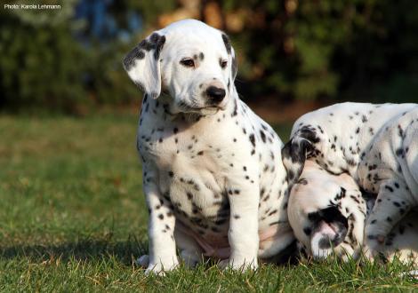 Christi ORMOND New Age - Black Collar (male)