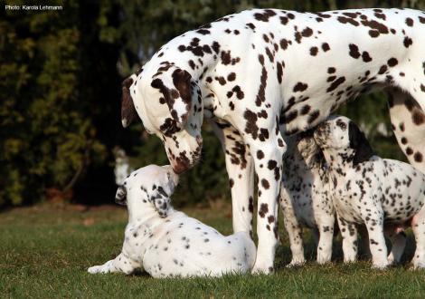 Half-sister Christi ORMOND Knjazjouna Kyra and the puppies