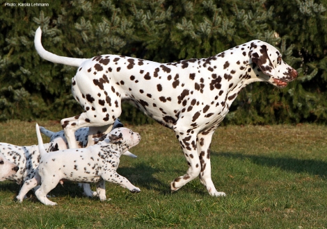 Half-sister Christi ORMOND Knjazjouna Kyra and the puppies