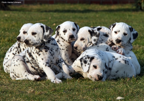 Photo Impression Christi ORMOND N - Litter 6th week of life