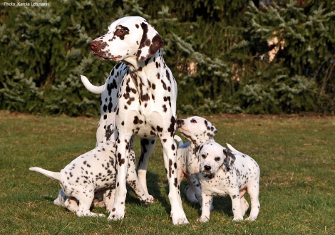 Half-sister Christi ORMOND Knjazjouna Kyra and the puppies