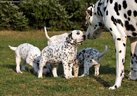 Our male Spotnik`s First Farao For Ormond and the puppies