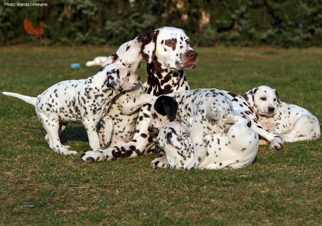 Christi ORMOND First Fairytale with her Christi ORMOND N - Litter 6th week of life