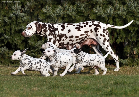 Christi ORMOND First Fairytale with her Christi ORMOND N - Litter 6th week of life