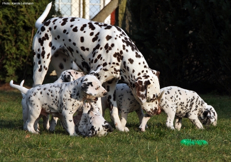 Half-sister Christi ORMOND Knjazjouna Kyra and the puppies