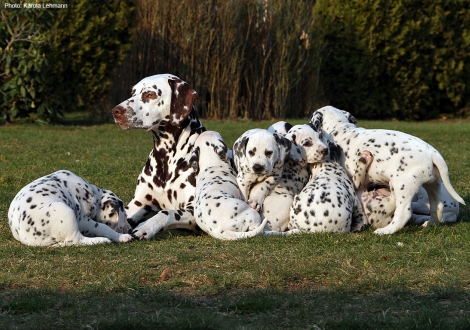 Christi ORMOND First Fairytale with her Christi ORMOND N - Litter 6th week of life