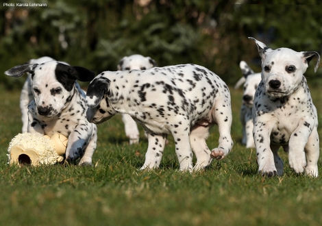 Photo Impression Christi ORMOND N - Litter 6th week of life