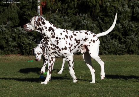 Our male Christi ORMOND Exquisite Selection visited the puppies