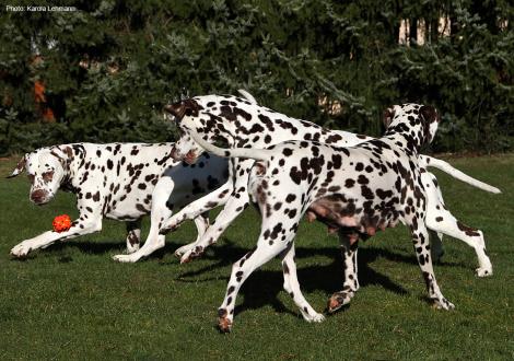 Our males Christi ORMOND Exquisite Selection, Christi ORMOND Coppola and mother of the litter Christi ORMOND First Fairytale