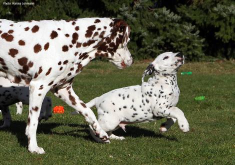 Oma Mochaccino Dalmatian Dream (12 Jahre alt) und Christi ORMOND Noble Mind (Rüde)