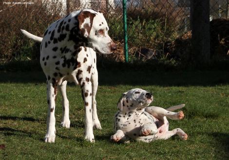 Grandma Mochaccino Dalmatian Dream (age 12 years) and Christi ORMOND New Age (male)