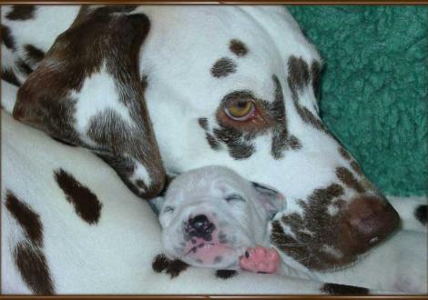 Mochaccino Dalmatian Dream und Christi ORMOND Codiac