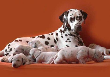 Mochaccino Dalmatian Dream with her Christi ORMOND C - Litter 2nd week of life