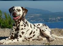 We take farewell from Mochaccino Dalmatian Dream