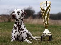 International Dog Show in Nürnberg - Germany