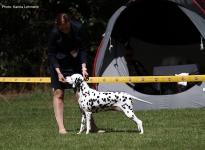 International Dog Show in Brno - Czech Republic