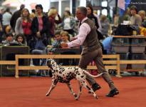 National Dog Show in Saarbrücken - Germany