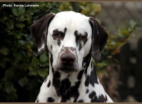 Mating Christi ORMOND Highly Diamond Fuji