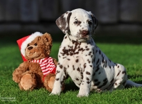 Photo Impressions of 6th week of life Christi ORMOND II - Litter