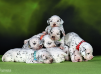 Photo Impressions of 3rd week of life Christi ORMOND LL - Litter