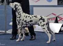 International Dog Show in Dortmund - Germany