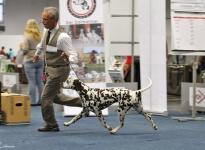 Internationale Rassehunde Ausstellung in Dortmund