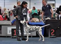 Internationale Rassehunde Ausstellung in Dortmund