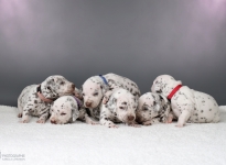  Photo Impressions of 2nd week Christi ORMOND AA - Litter