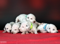 Photo Impressions of 2nd week Christi ORMOND GG - Litter