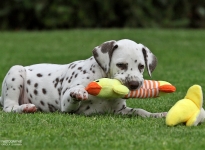 Photo Impressions of 8th week of life Christi ORMOND GG - Litter