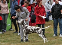 ÖDAC 50 Year Jubilee Dog Show in Austria