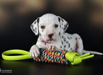 Fotoimpressionen der 5. Lebenswoche Christi ORMOND LL - Wurf