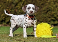 Fotoimpressionen der 7. Lebenswoche Christi ORMOND LL - Wurf