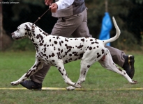 All Breeds Dog Show in Strausberg - Germany