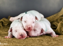 Fotoimpressionen der 1. Lebenswoche Christi ORMOND LL - Wurf